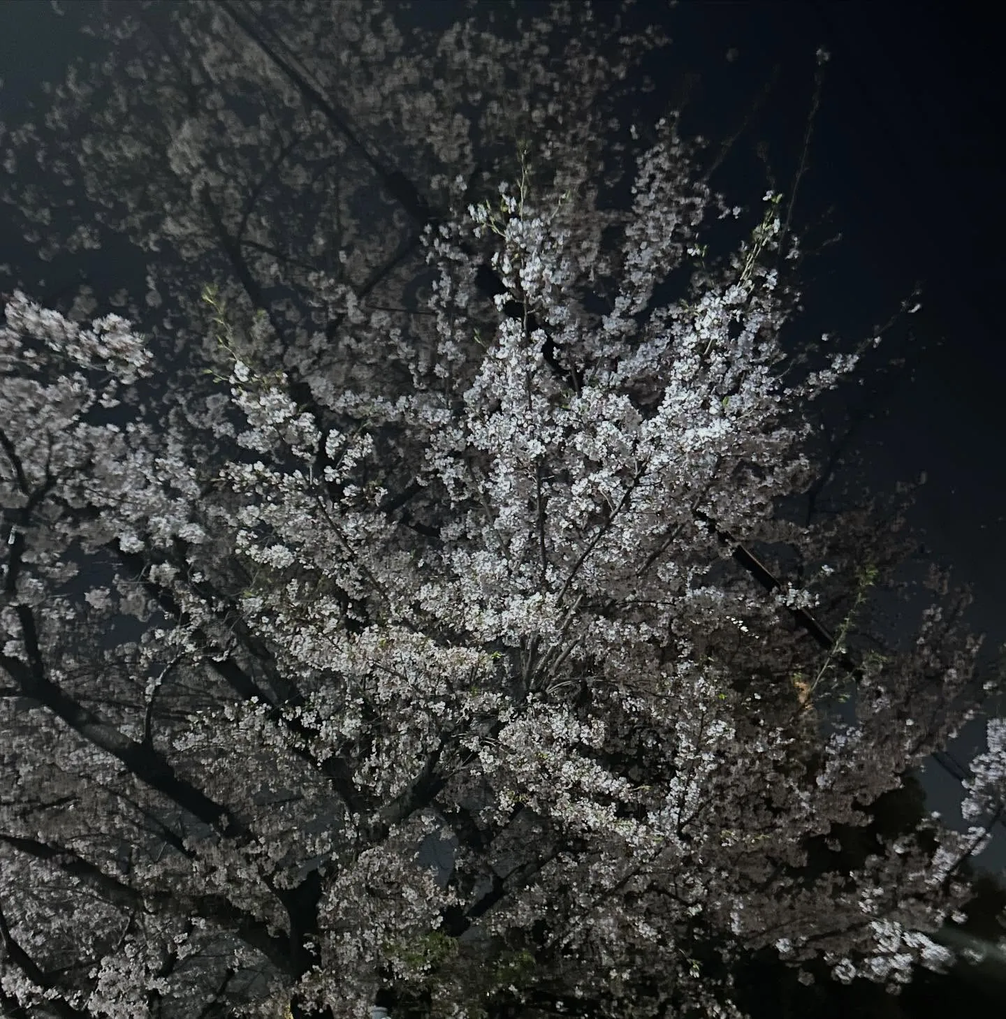 こんばんは、Watokunです🌸