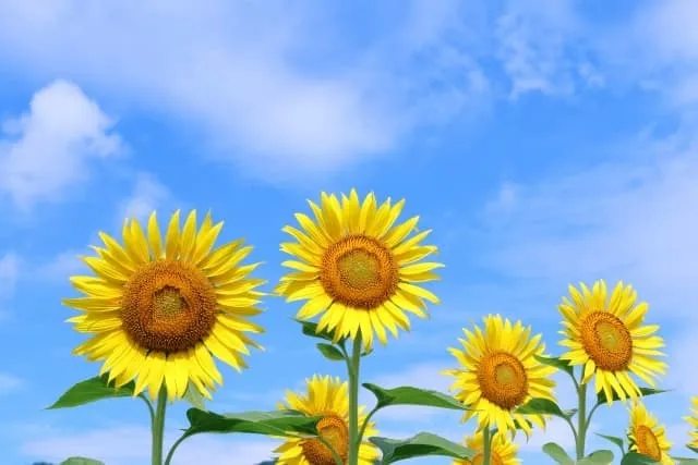 夏休み合宿を大阪府で体験する大学生合宿プログラムと成長の秘訣